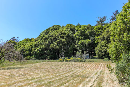 pasture.jpg